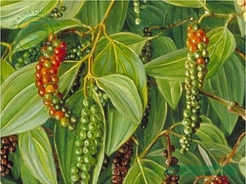 Giá tiêu hôm nay 22/8: Duy trì quanh mốc 50.000 đồng/kg