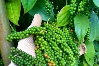 Giá tiêu hôm nay 11/9: Trong nước tăng nhẹ 500 đồng/kg, thị trường thế giới biến động liên tục