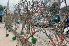 Lê rừng xuống phố, người dân Hà Nội thích thú đón Tết sớm