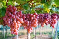 10 loại thực phẩm phổ biến để kiểm soát huyết áp