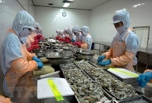 Shrimp exports to RoK expected to rake in 500 million USD