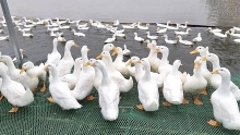 Vietnamese duck meat to be shipped abroad
