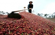 Vietnam – second biggest coffee supplier of Belgium