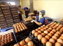 Vietnamese, Japanese companies ink raw egg distribution deal