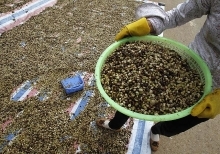 Vietnam March coffee exports seen falling