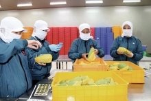 Can Tho’s export revenue grows 13 percent in Q1