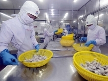 Vietnam’s shrimp export to Japan shows signs of recovery