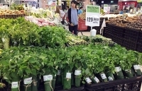 Từ lá chuối đến thương mại xanh