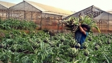 Over VND 50 billion invested in herb planting in Lam Dong
