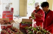 Vietnam’s red flesh dragon fruits favoured at Australian market
