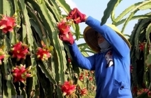 Fruit, vegetable exports reach US$836 million in Q1