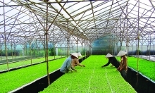 Hanoi urges investment in city’s farming to meet food demand