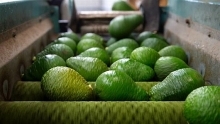 Vietnam strives to bring avocados to US market