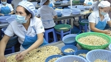 Dutch group to invest US$250 million to develop Binh Phuoc cashew brand