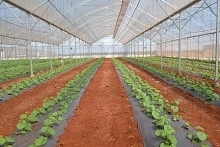 Can Tho, New Zealand step up agricultural cooperation