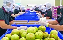 New opportunities open up for agricultural product processing