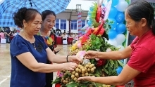 Son La launches export of locally-grown longan