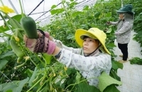 Hà Nội phát triển chuỗi nông sản an toàn: Doanh nghiệp và người sản xuất cùng lợi