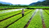 Phú Yên: Đánh thức lợi thế nông nghiệp