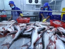 Vietnam qualified to export catfish to the US