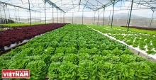Lam Dong leads in attracting FDI in hi-tech agriculture