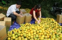 Tìm đầu ra cho cây ăn quả có múi