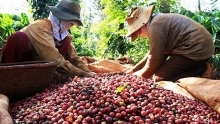 Vietnam’s coffee exports jump to record high of 1.8 million tonnes