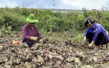 Plant of Vietnamese firm inaugurated in Lao province