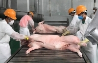 Dịch tả lợn châu Phi: Thị trường thế giới sẽ hụt nguồn cung
