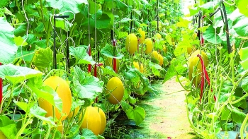 Trái ngọt trên vùng “đất khát”