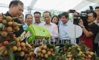 Thanh Hà cam kết tạo điều kiện tối đa cho doanh nghiệp thu mua, xúc tiến thương mại vải thiều