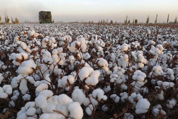 Giá cả hàng hoá ngày 6/5: Giá dầu cọ, bông giảm sâu