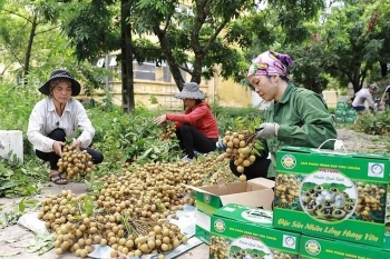 Mở rộng cơ hội xuất khẩu cho trái nhãn Việt Nam