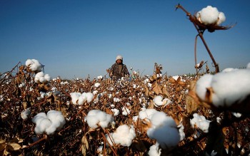 Thị trường hàng hoá hôm nay 7/7: Giá bông tiếp tục giảm mạnh bất chấp lo ngại về chất lượng mùa vụ