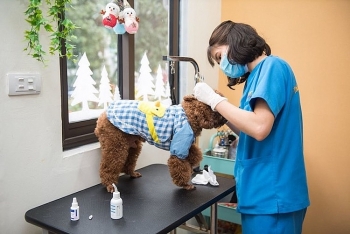 Dịch vụ spa cho thú cưng “quá tải” những ngày cận Tết