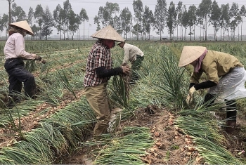 Người trồng hành “cay mắt” vì năng suất giảm mạnh