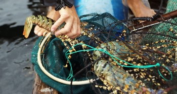 Tôm hùm bông giảm giá mạnh vẫn đắt đỏ hơn tôm hùm Alaska nhập khẩu