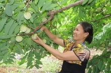 Nỗ lực giữ vững thương hiệu na Chi Lăng