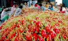 Rau quả Việt rộng đường vào Nhật Bản