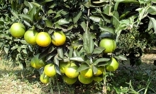 Chỉ dẫn địa lý: Chìa khóa tăng sức cạnh tranh cho sản phẩm Việt