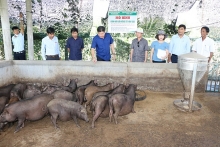 Quảng Ngãi: Xây dựng mô hình chăn nuôi lợn kiềng sắt thương phẩm