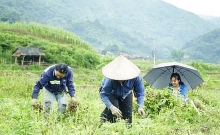 Lạc đỏ - cây trồng hàng hóa của xã vùng cao Na Son