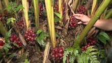 Tuần Giáo (Điện Biên): Trồng dược liệu dưới tán rừng giúp đồng bào dân tộc đổi đời