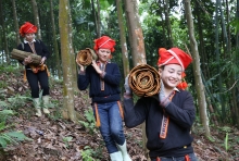 Lào Cai: Phát triển chuỗi sản phẩm quế hữu cơ bền vững