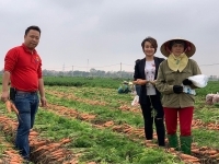 Sau Tết, Big C và Central Group Việt Nam mở rộng tiêu thụ cà rốt Hải Dương ra toàn quốc
