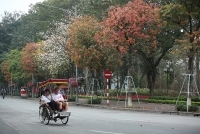 Phố phường Hà Nội đẹp như tranh vẽ mùa cây thay lá