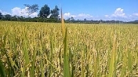 Hà Nội bãi bỏ 82 thủ tục hành chính lĩnh vực nông nghiệp và phát triển nông thôn