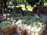 Người trồng xoài Cam Lâm sung túc nhờ phân bón Phú Mỹ