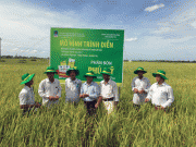 Phân bón Phú Mỹ giúp tăng năng suất cây lúa tại Quảng Trị thêm 10%