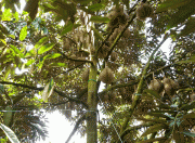 Đăk Lăk: Phân bón Phú Mỹ giúp tăng lợi nhuận hơn 1 triệu đồng/cây sầu riêng